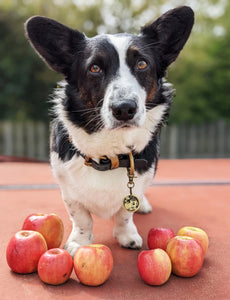 Apple Cider Pet Tag