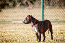 Load image into Gallery viewer, Staffie Pup Pet Tag
